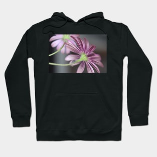 Beautiful Pink and Purple Daisies - Daisy Flower Stripes Hoodie